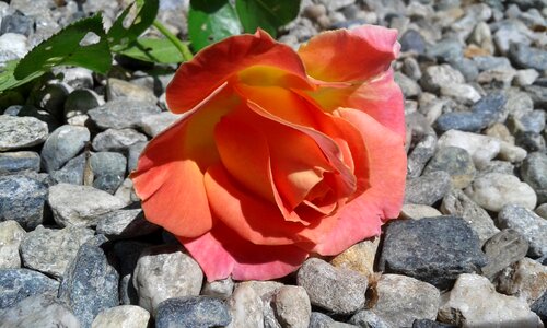 Summer spring flower