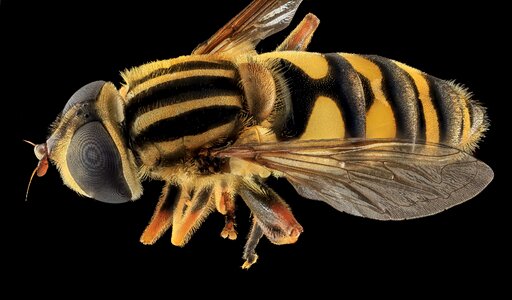 Close up yellow jacket mimic wings