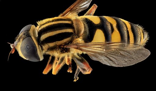 Close up yellow jacket mimic wings photo