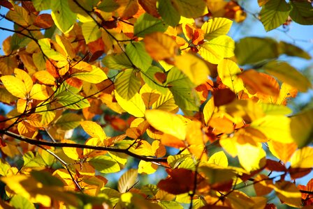 Nature golden autumn leaf photo