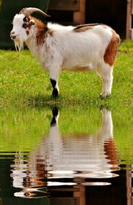 Mirroring meadow bank
