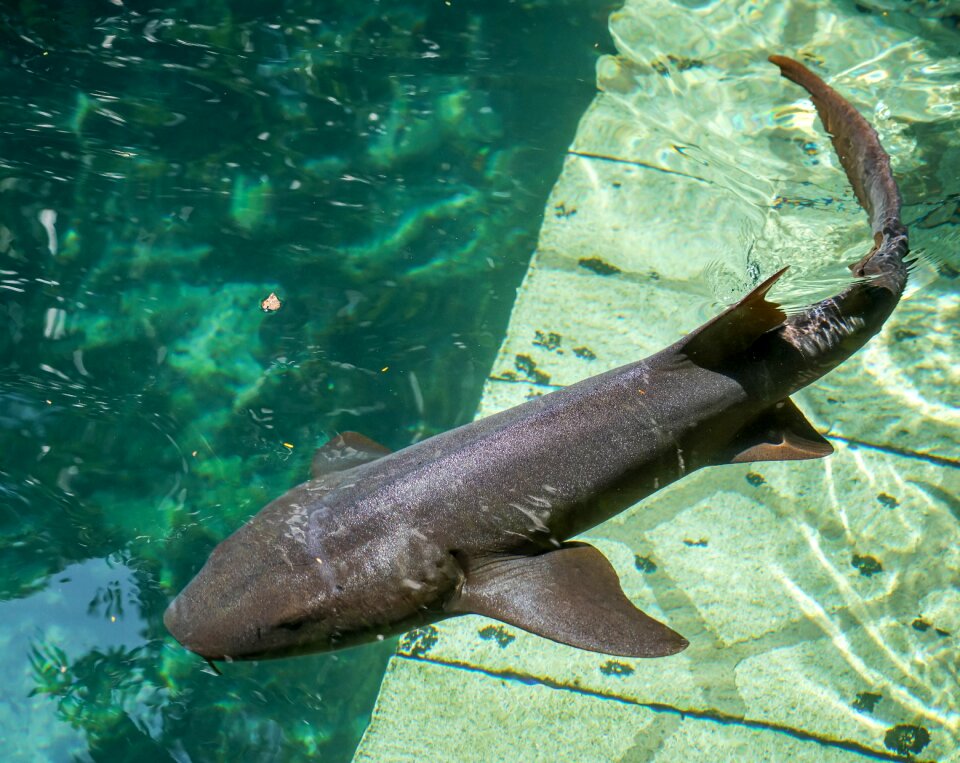 Underwater predator dangerous