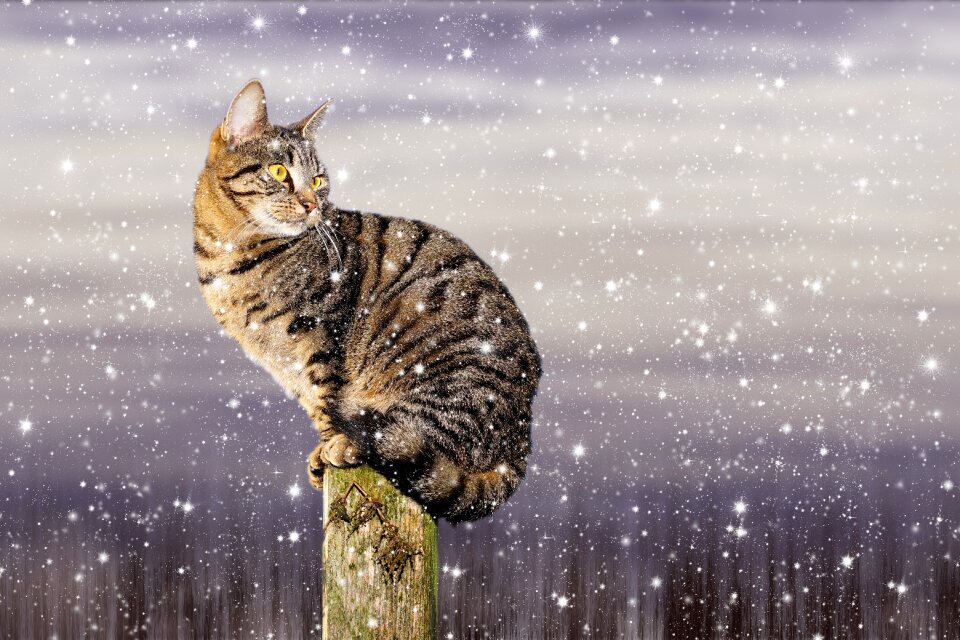 Domestic cat frost sweet