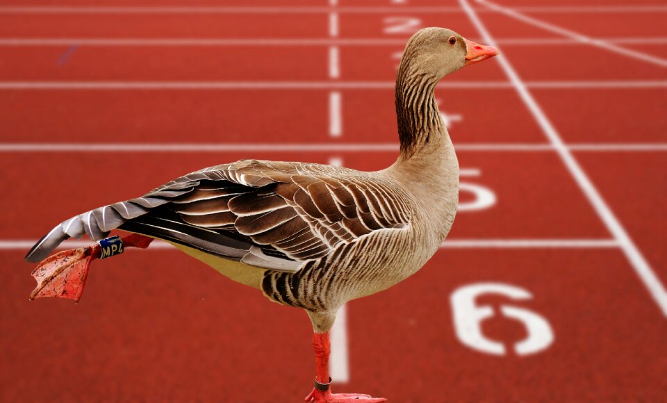 Water bird sport funny