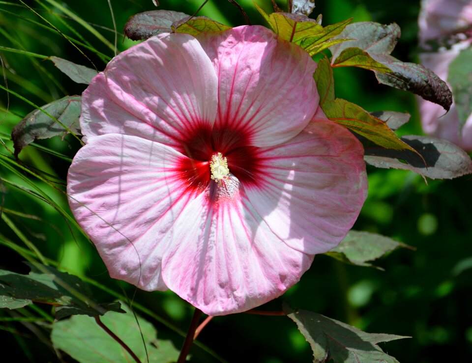 Leaf bloom blooming