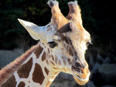 Face mammal mouth photo