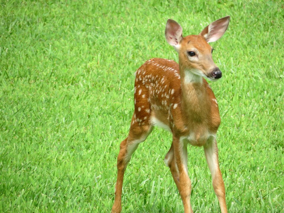 Wildlife cute animals baby deer photo