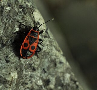 Insect smith dwuplamek pluskwiak of kowalowatych