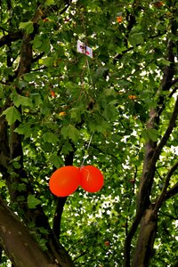Orange balloons in the tree
