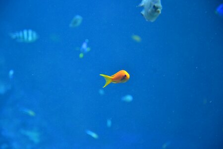 Aquarium aquarium fish blue photo