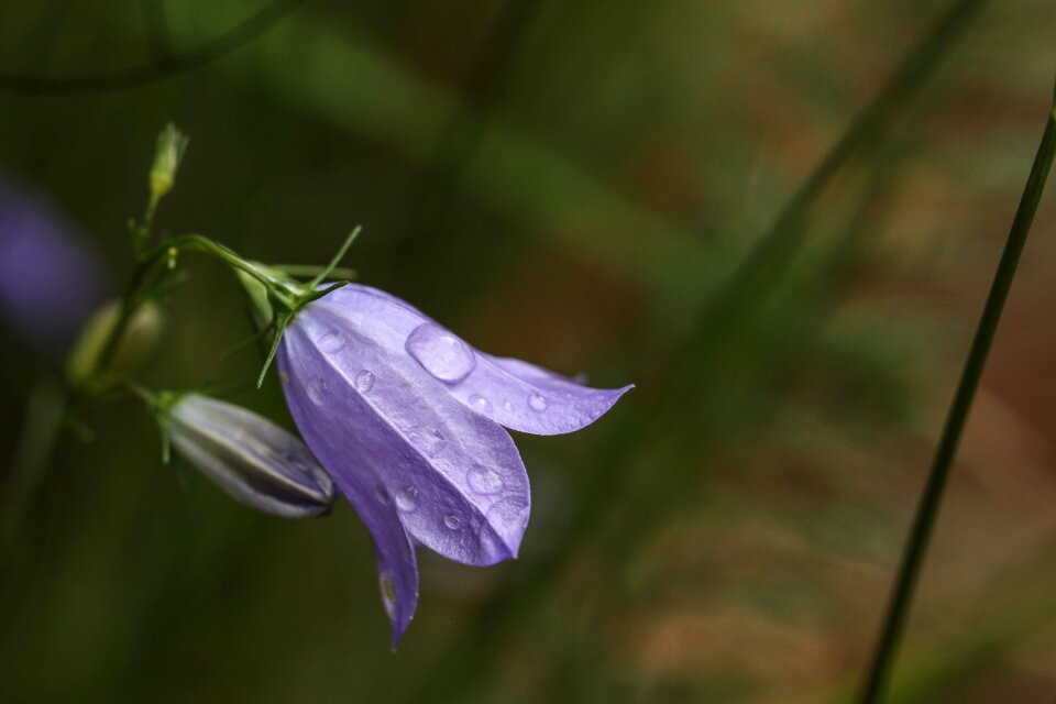 Blue rain macro