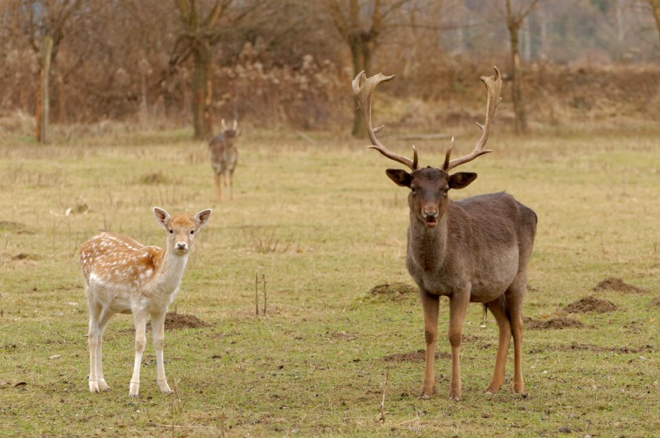 Cervidae cuckold animal