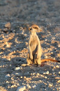 Mammal wildlife small