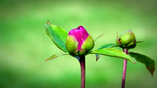 Spring pink blossom