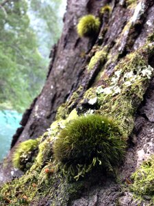 Bark nature trunk