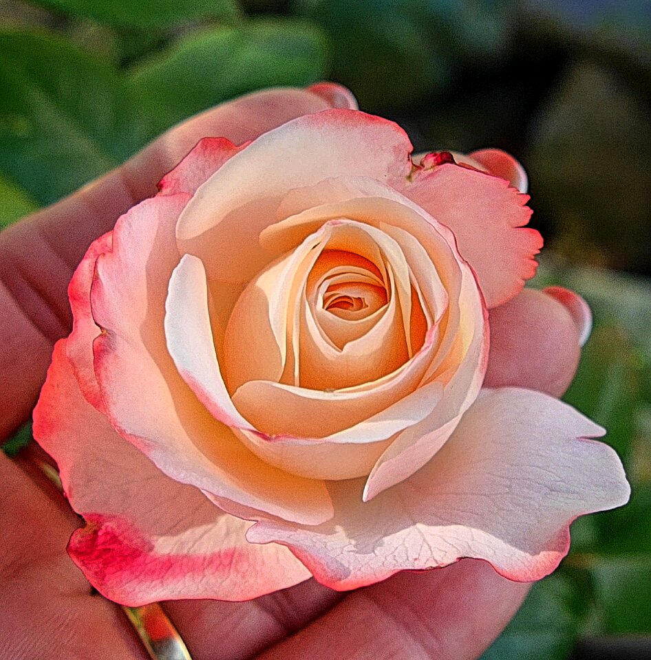 Love pink flower