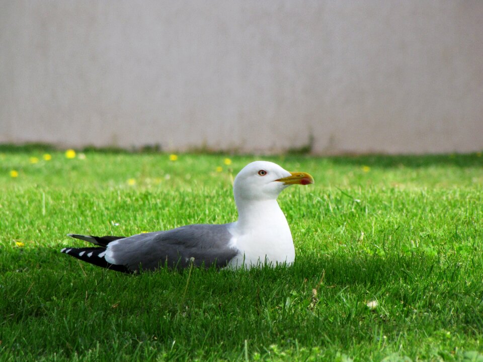 Bird animal wildlife