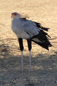 Raptor predator africa