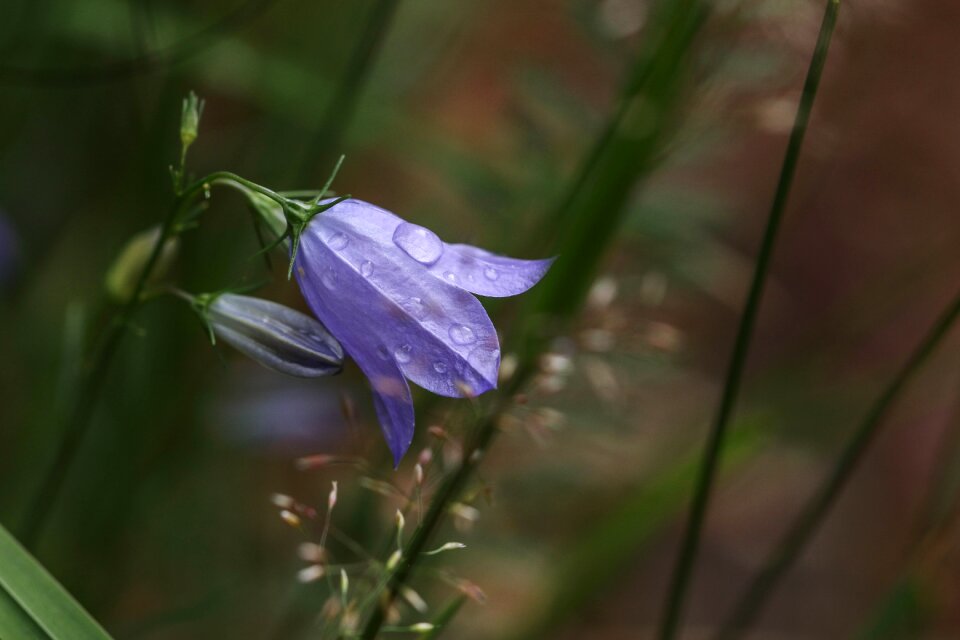 Blue rain macro