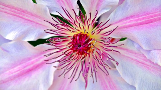 Close up pink flower photo