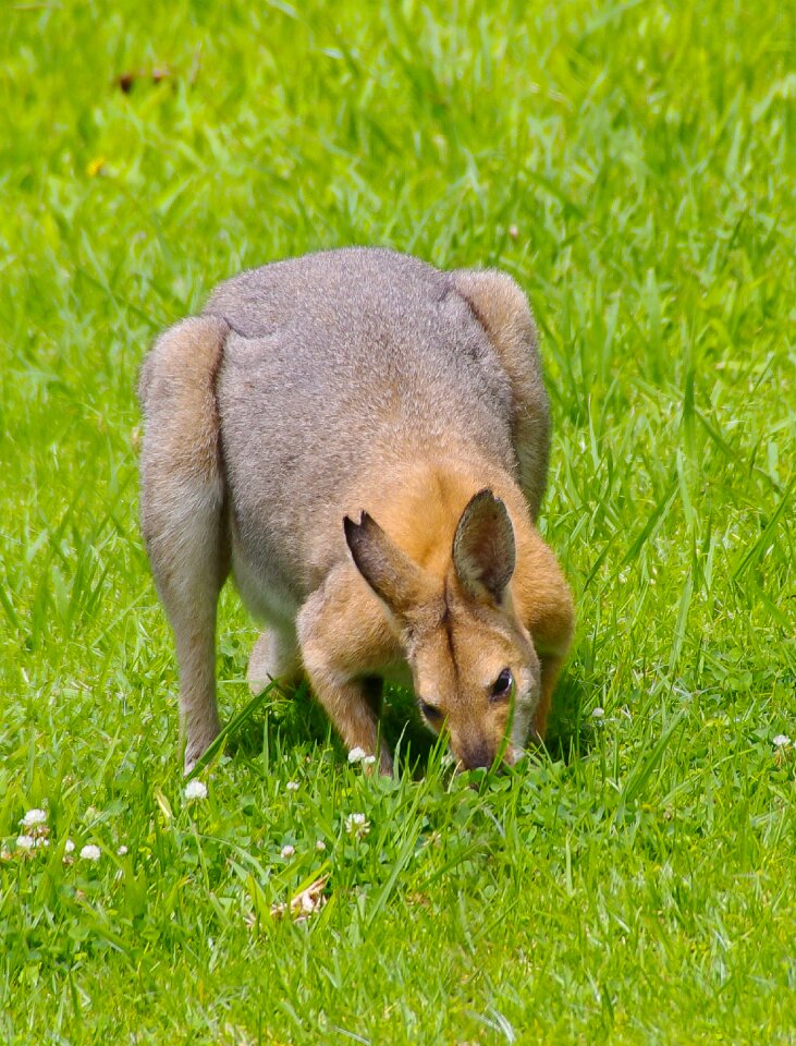 Fighter feeding grass
