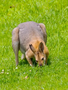 Fighter feeding grass
