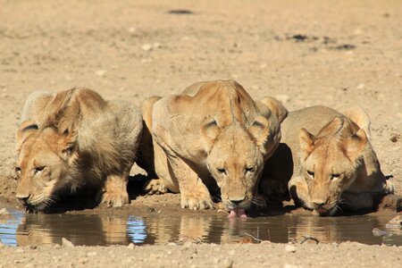 Africa wildlife waterhole photo