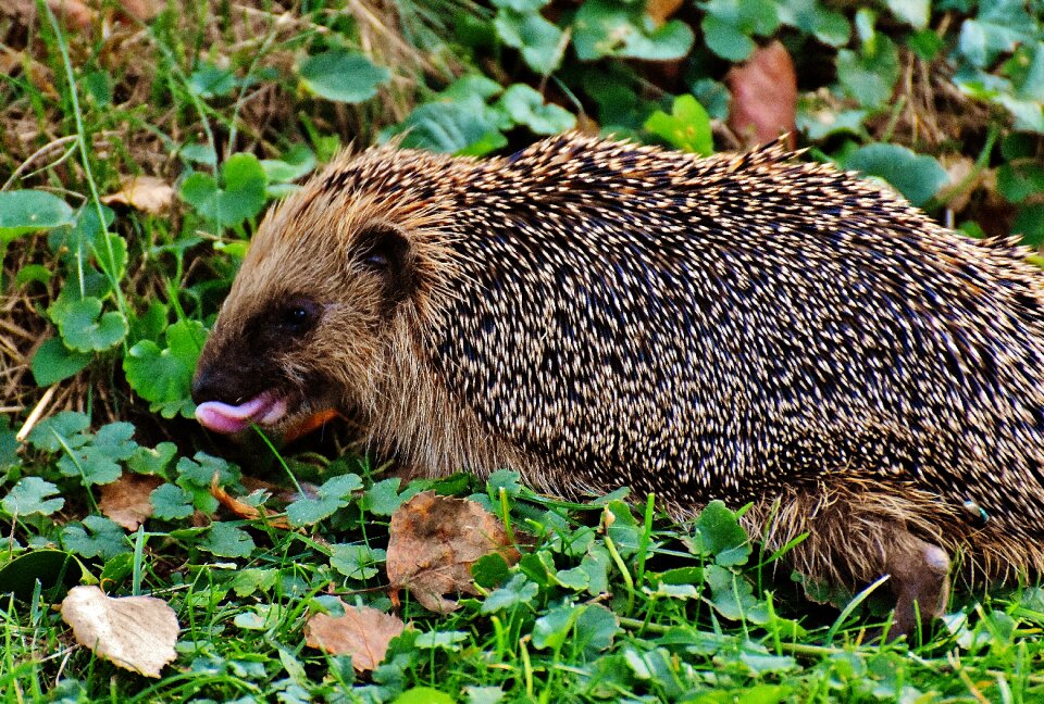 Nature garden mammal