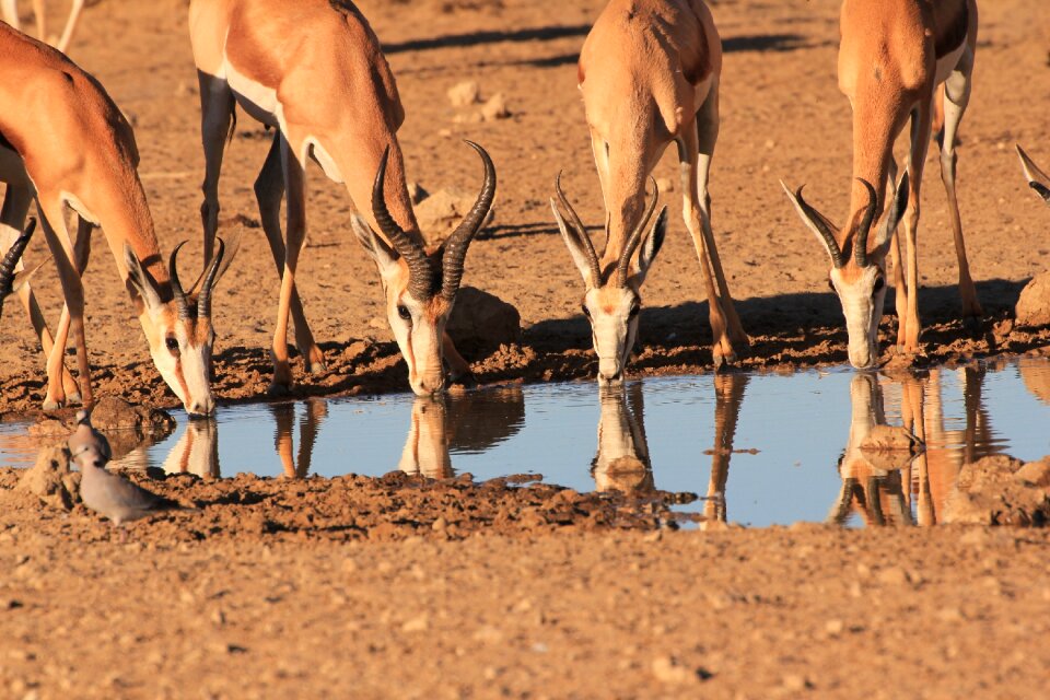Drinking waterhole reflection