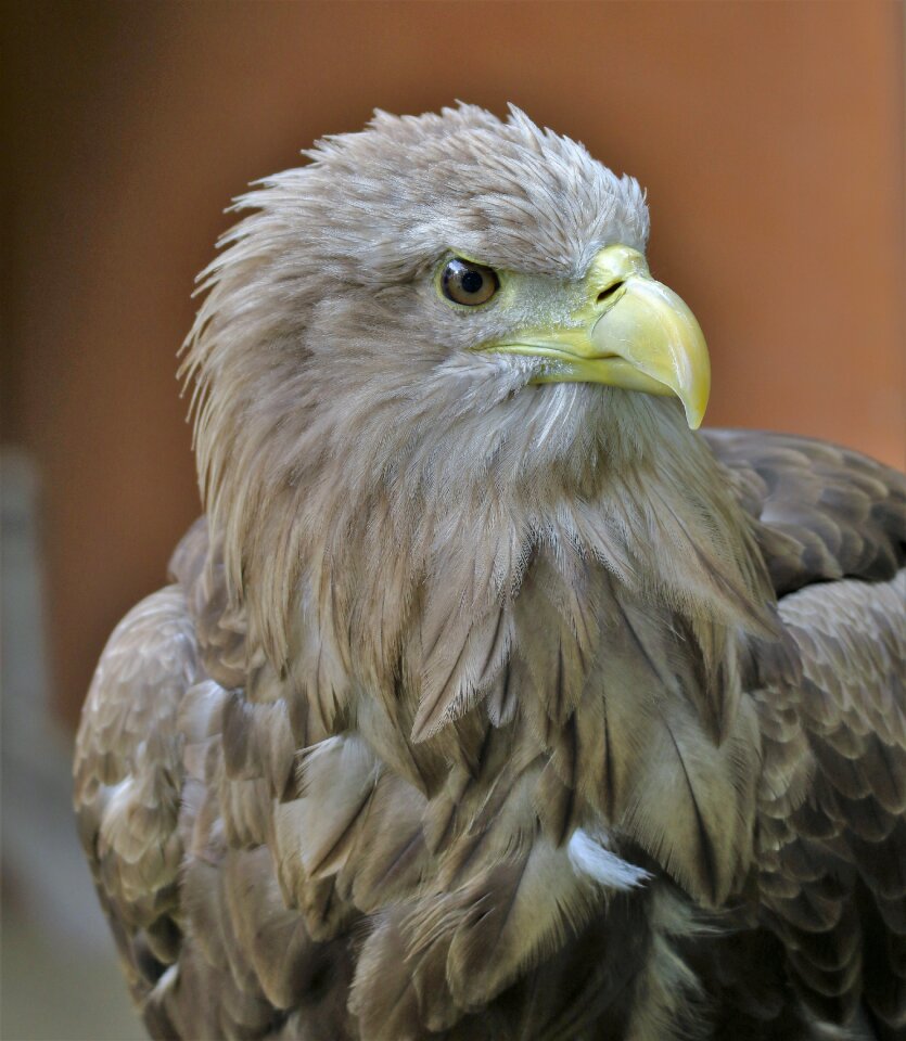 Eagle wildlife wild