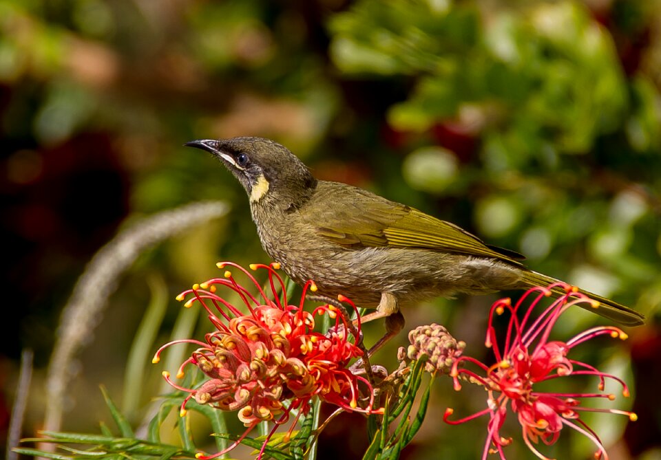 Wild honeyeater feeding