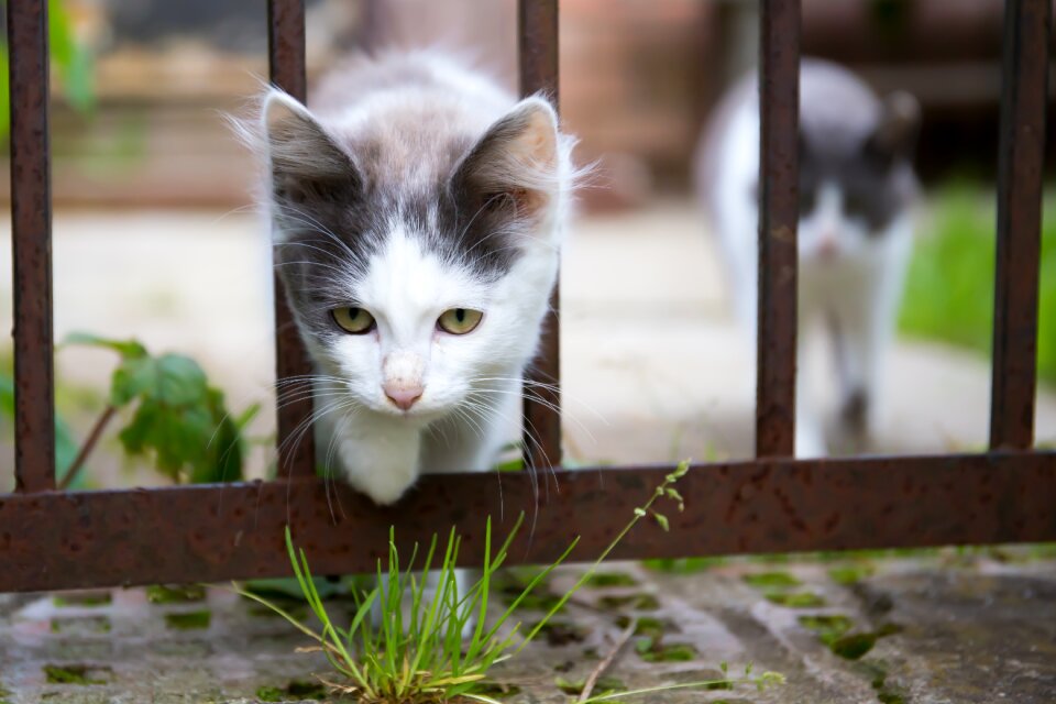 Cat looking pets beautiful cat