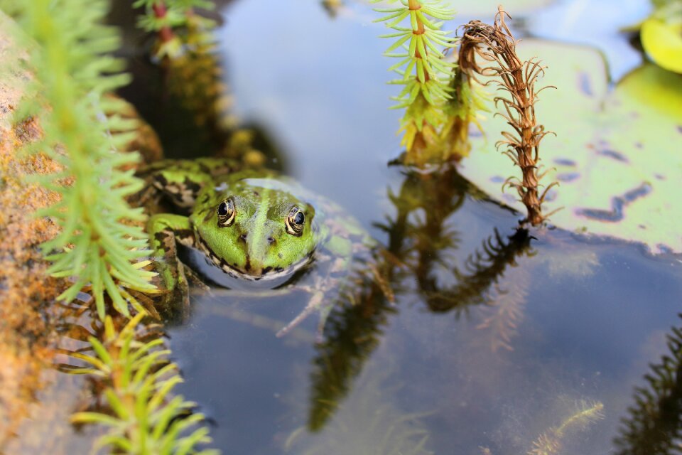 Aquatic animal green water photo