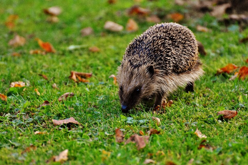 Nature garden mammal