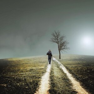 Tree fog walking