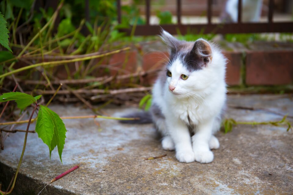 Cat looking pets beautiful cat