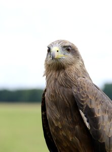 Bird prey nature photo