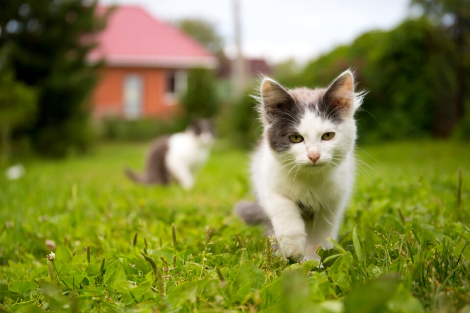 Cat looking pets beautiful cat