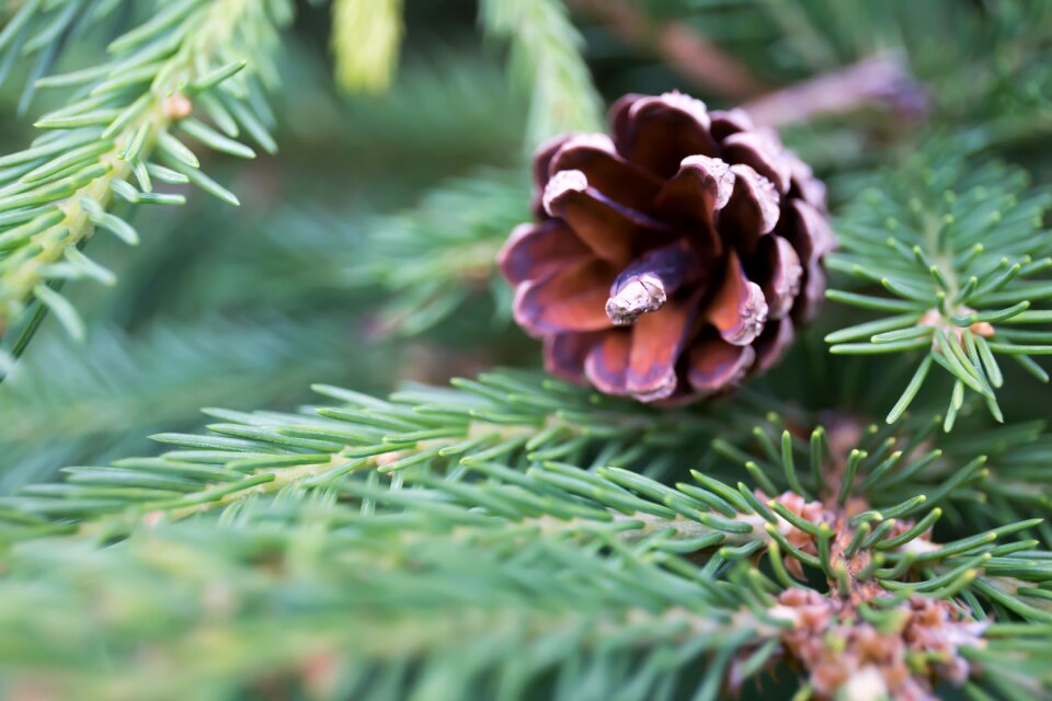 Forest cones spruce