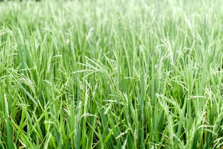 Agriculture green green rice