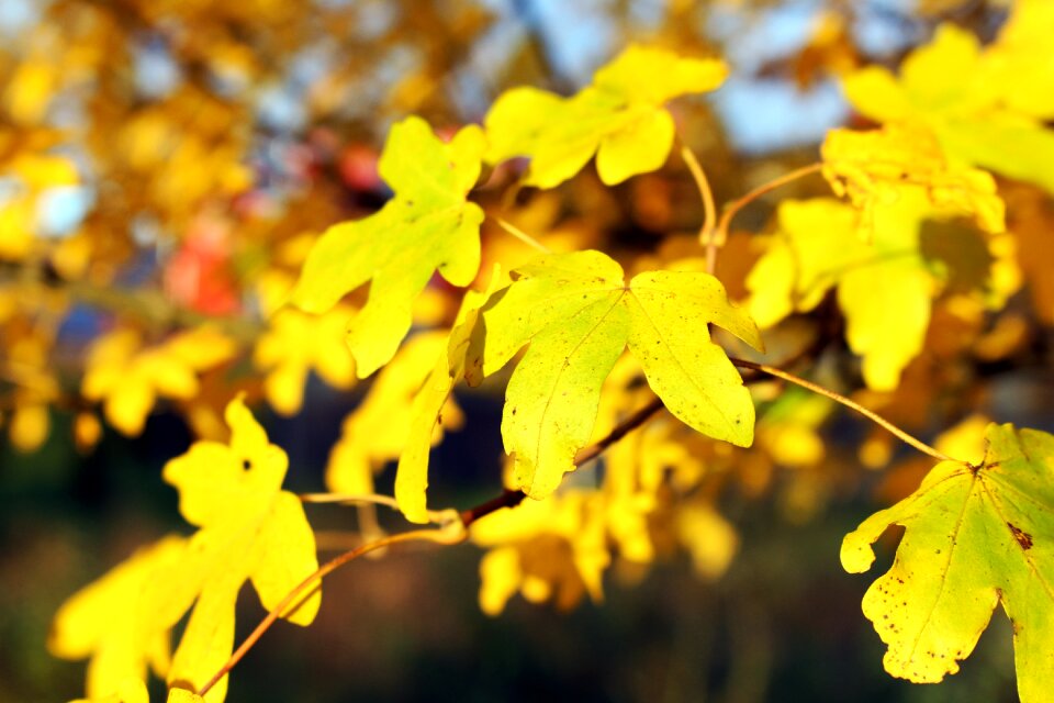 Fall foliage colorful maple photo