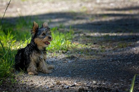 Young dog out nature