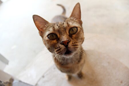 Kitty look judging