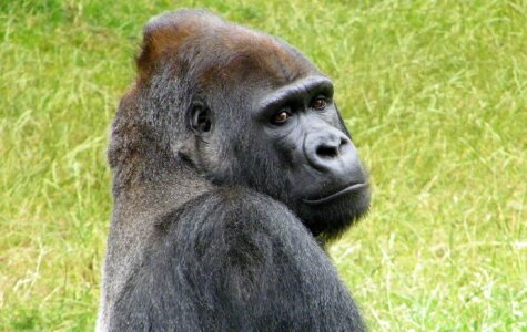 Primate ape wild