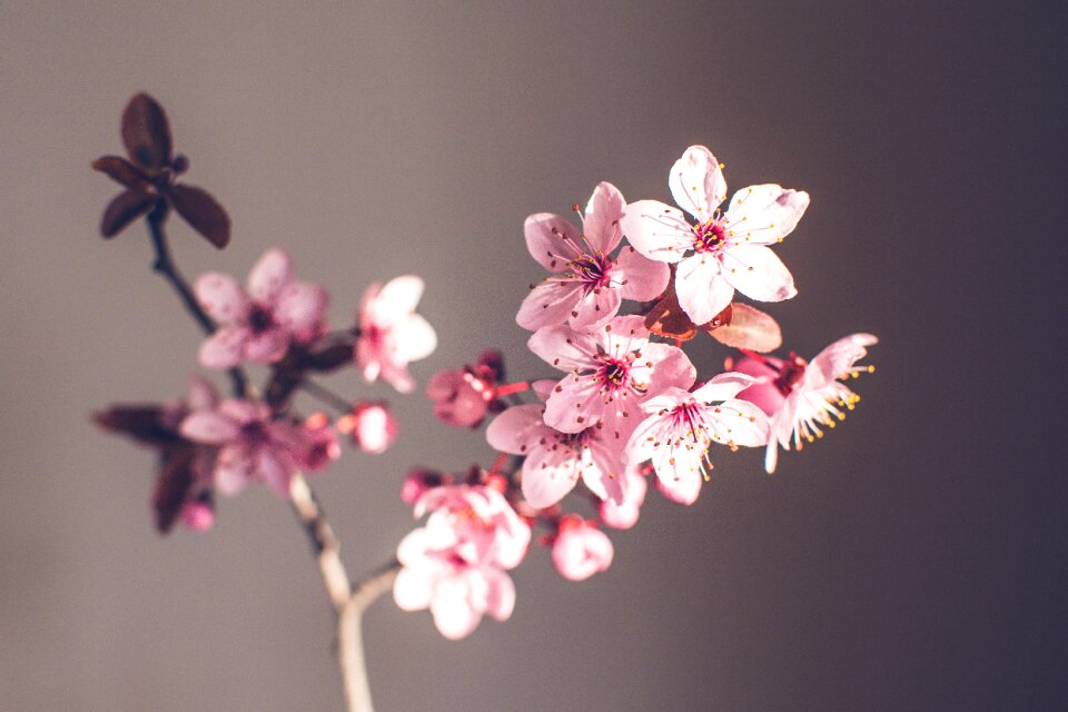Flower spring flower cherry blossom