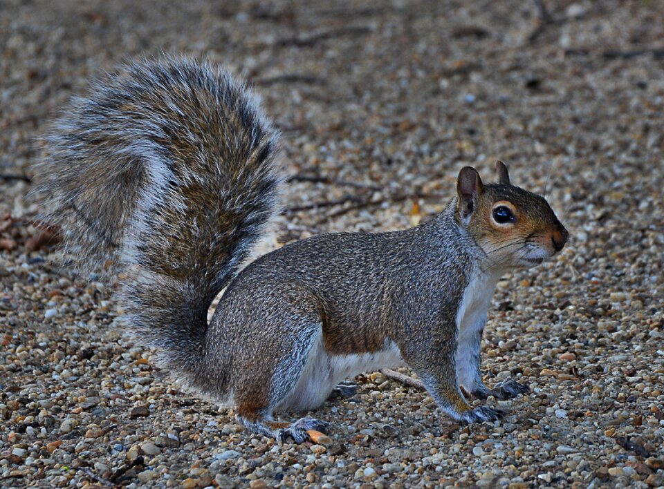 Grey squirrel cute rodent