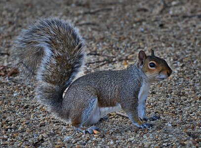 Grey squirrel cute rodent