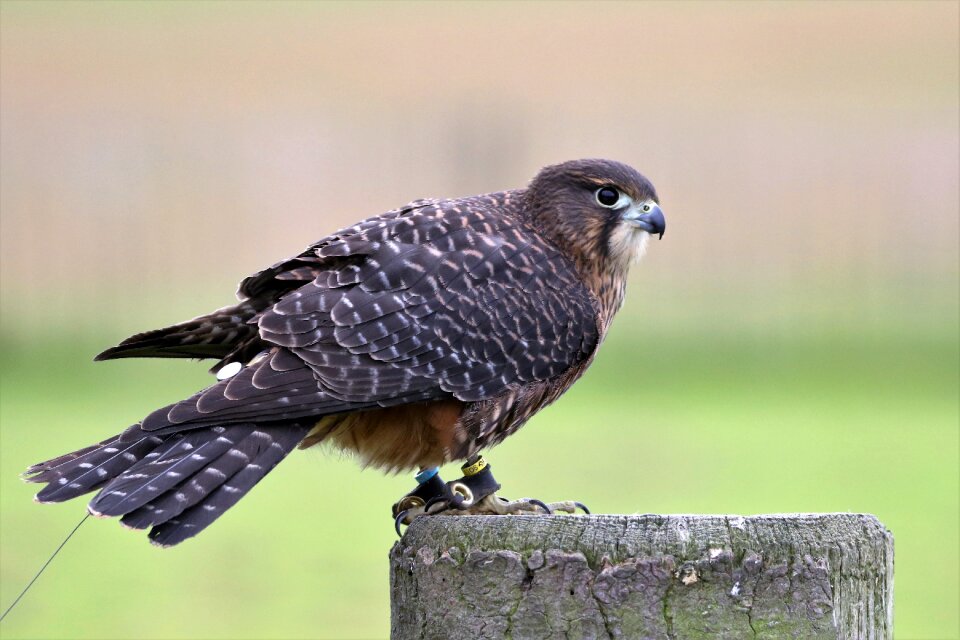 Avian nature prey