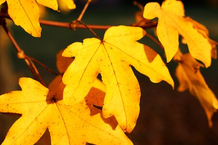 Fall foliage colorful maple