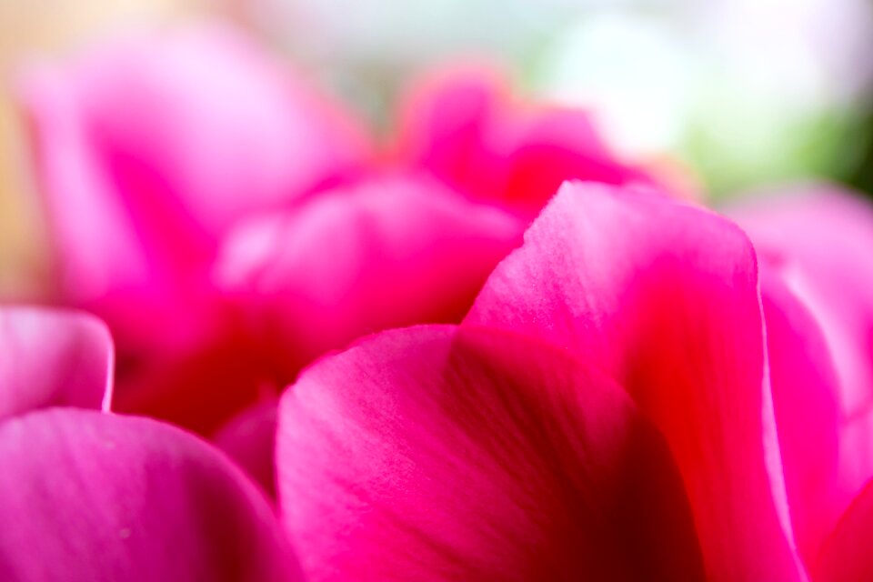 Flower petals pink